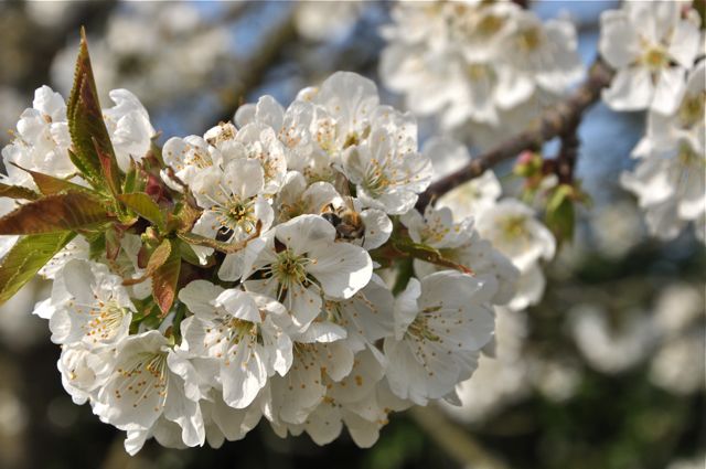 cerisier en fleurs 3