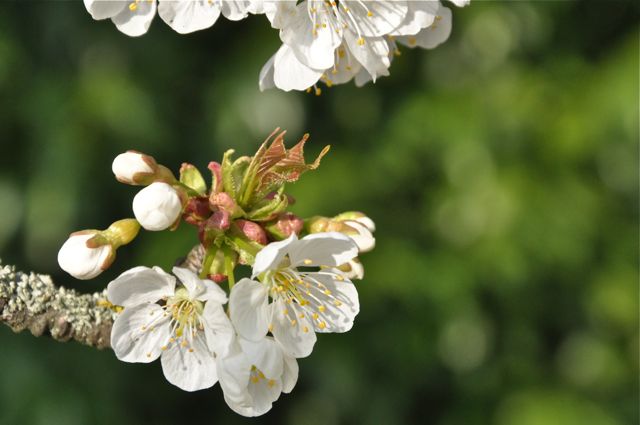 cerisier en fleurs 4