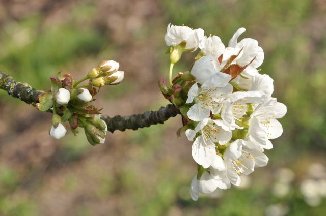 cerisier en fleurs 6