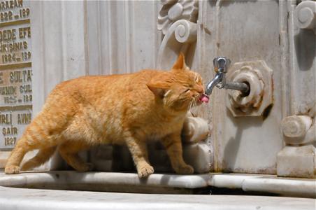 chat au cimetière d`Istanbul