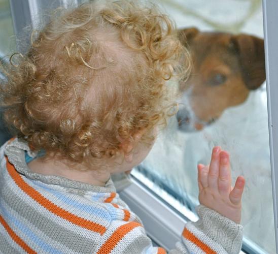 curiosité du bébé derrière une vitre : chien