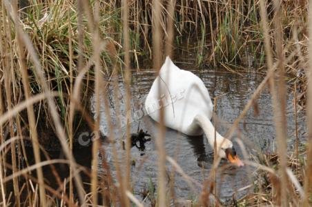 cygne sur un étang près du nid avec oeufs