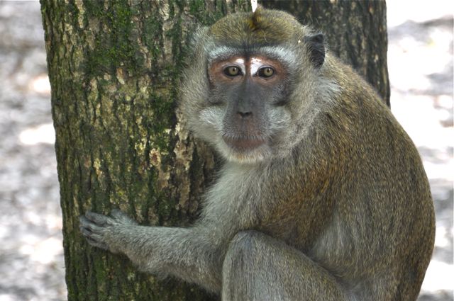 singe macaque 1