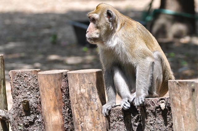 singe macaque 2