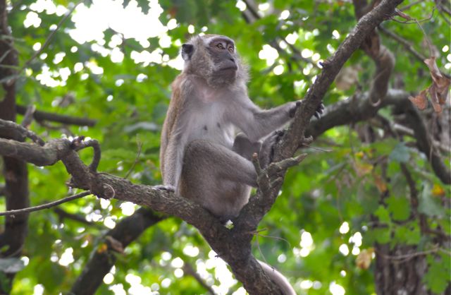 singe macaque 3