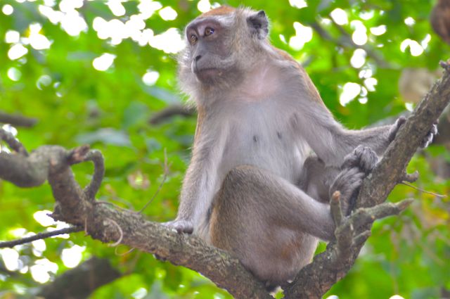 singe macaque 4