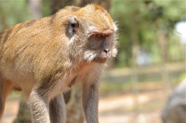 singe macaque 6