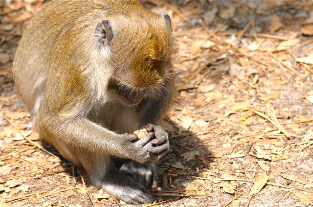 singe macaque mangeant une amande de noyau de fruit 1