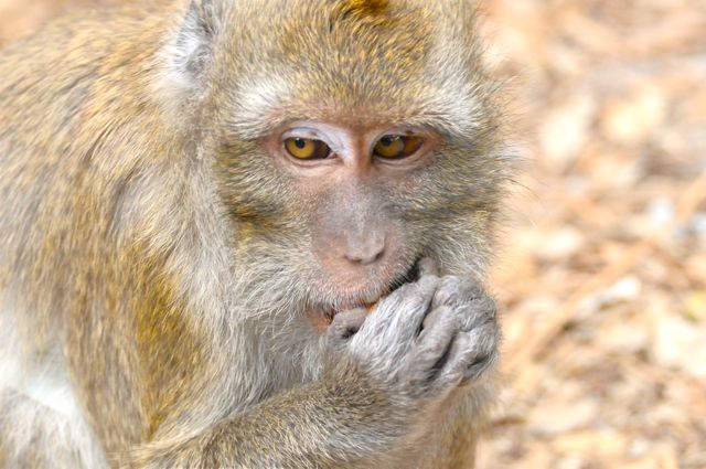 singe macaque mangeant une amande de noyau de fruit 2