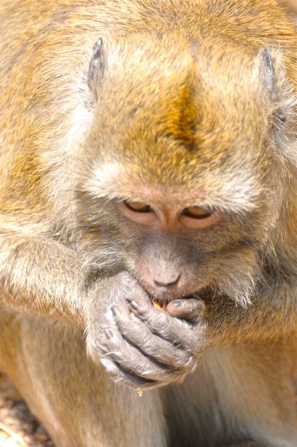 singe macaque mangeant une amande de noyau de fruit 3