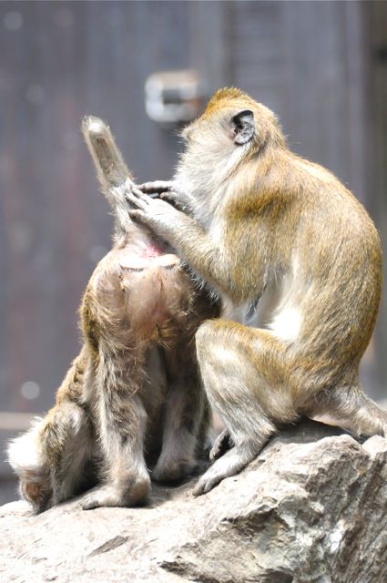singe macaque épouillage 4