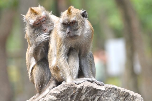 singe macaque épouillage 2