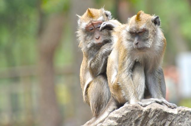 singe macaque épouillage 3
