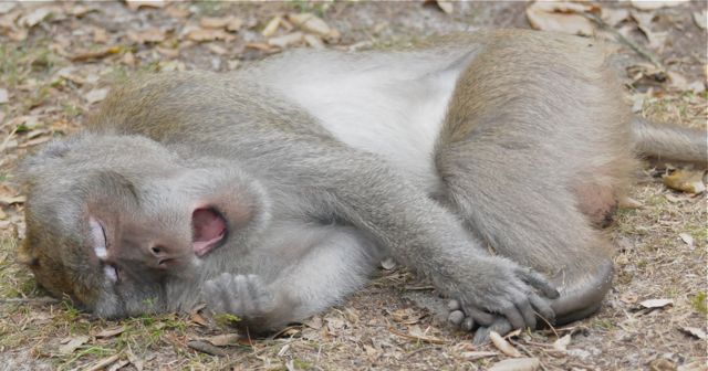 singe macaque - la sieste 1