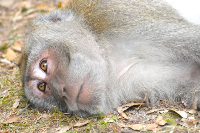 singe macaque - la sieste 4