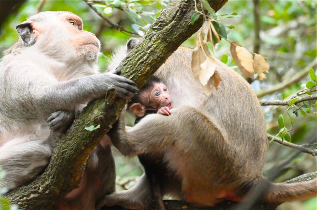 singe macaque et BB 1