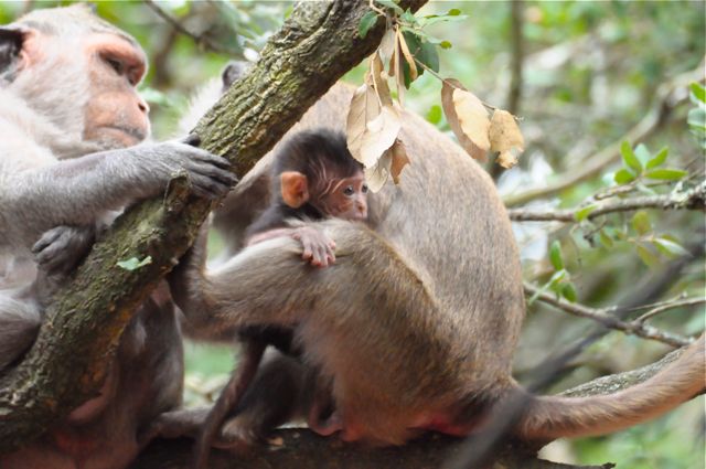 singe macaque et BB 4