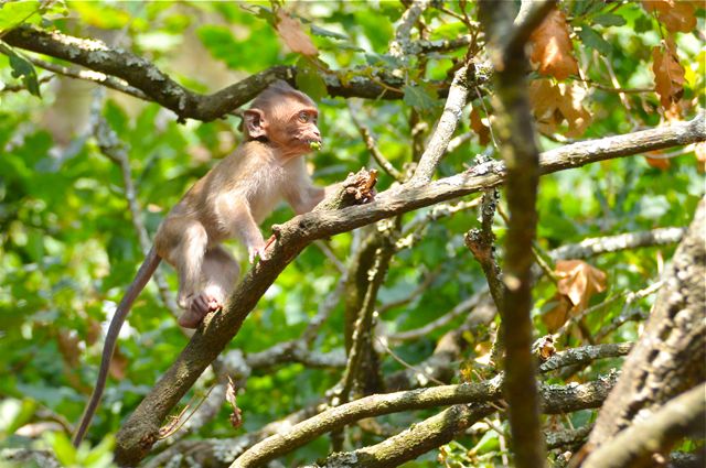 singe macaque et BB 5