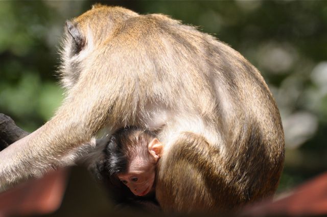 singe macaque et BB 2