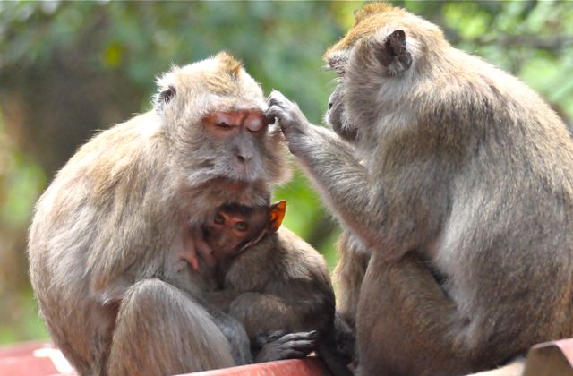 singe macaque épouillage 1