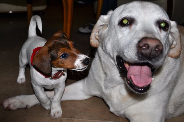 chiens : Phénix chien d`assistance et Henry bébé Jack-Russel