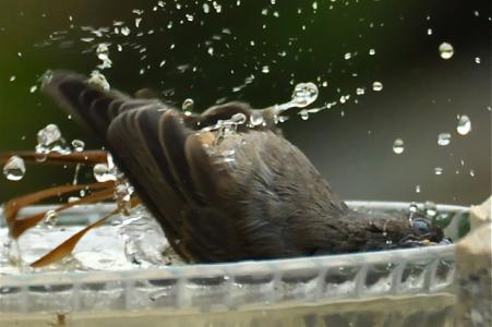 merle prenant son bain tête première