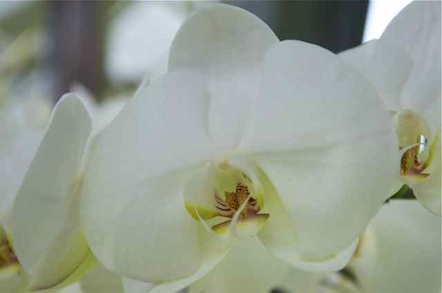 orchidées à Keukenhof 2013