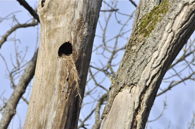 trou dans arbre pour nid