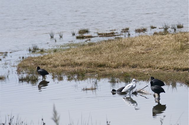 Parc ornithologique Le Teich près d`Arcachon