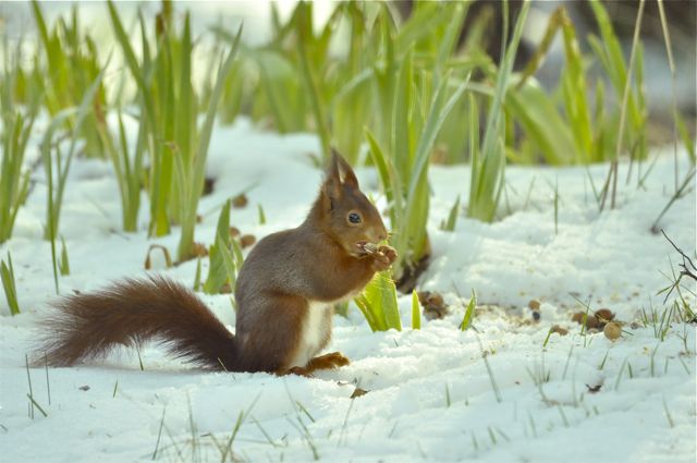 Ecureuil dans la neige