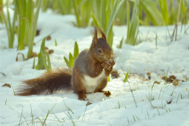 Ecureuil dans la neige