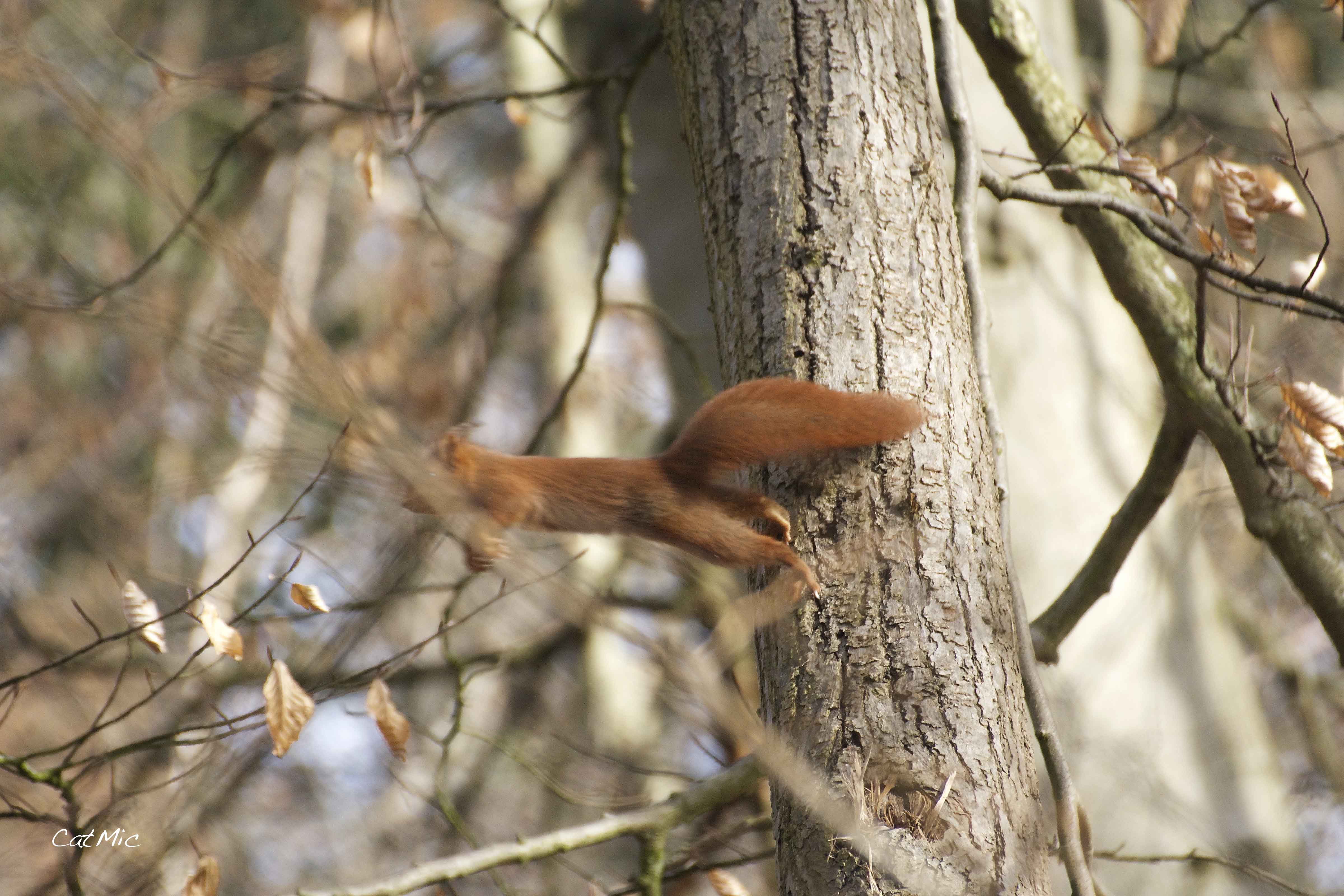 écureuil en forêt
