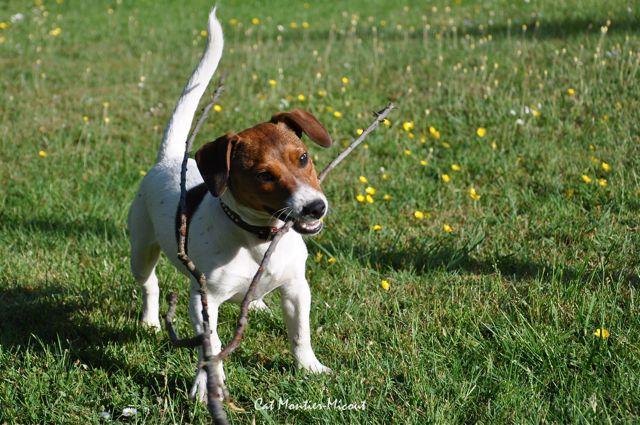 jeune chien Jack-Russel jouant avec une branche