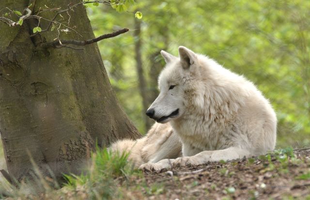 loup blanc parc Werner Freund