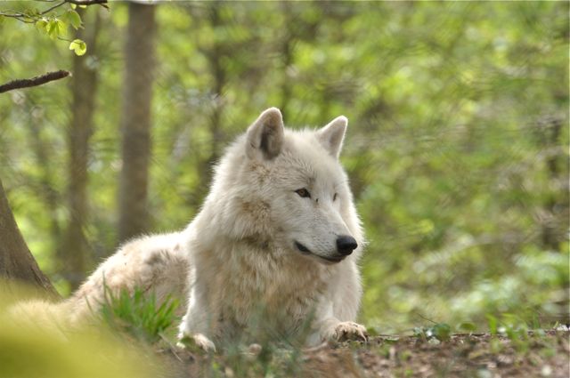 loup blanc parc Werner Freund