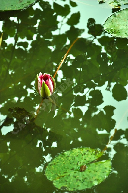 nénuphar rose sur un étang en Allemagne