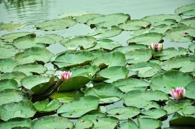 nénuphar rose sur un étang en Allemagne