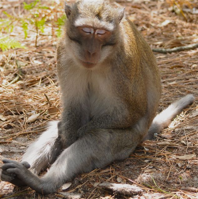 singe macaque - la sieste 5